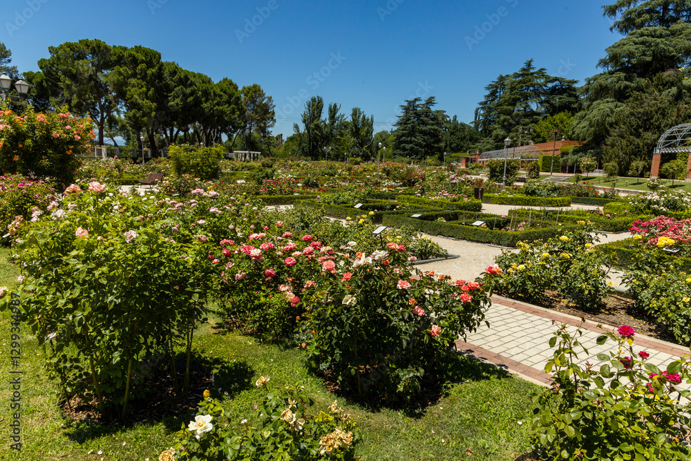 Obraz premium Rose Garden in Madrid. Botanical garden with different species of rare and common roses, inebriating scents. Rose arches, ponds and rose hedges accompany us on a floral journey. Love and beauty.