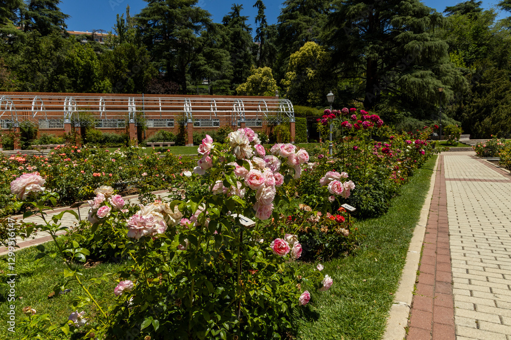 Fototapeta premium Rose Garden in Madrid. Botanical garden with different species of rare and common roses, inebriating scents. Rose arches, ponds and rose hedges accompany us on a floral journey. Love and beauty.
