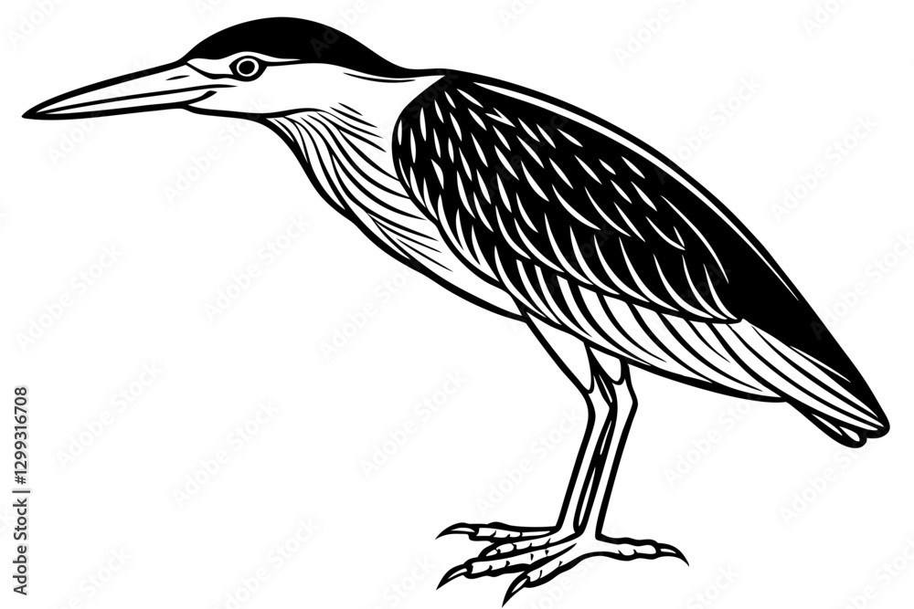 Fototapeta premium Stunning Black-crowned Night Heron Vector Design for Nature Lovers