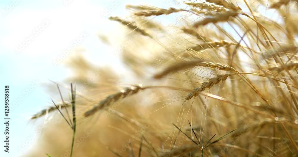 agricultural grassland landscape growth agricultural grassland landscape growth