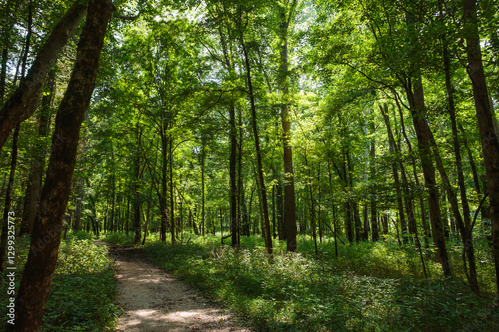 Obraz premium A trail in the woods in Mammoth Cave, Kentucky.