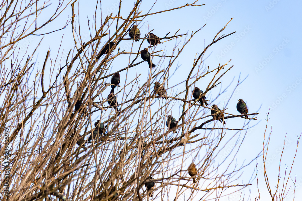 A flock of dark birds, possibly starlings or blackbirds, perches on the bare branches of a tree against a pale sky. Winter bird gathering. A flock of dark birds, possibly starlings or blackbirds, perches on the bare branches of a tree against a pale sky. Winter bird gathering.