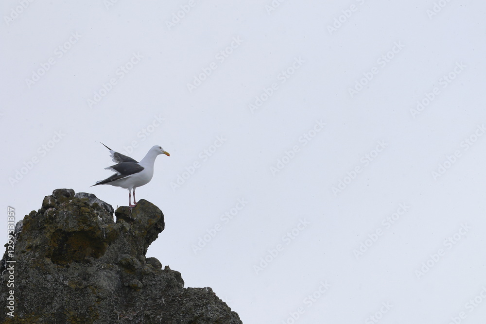 gull