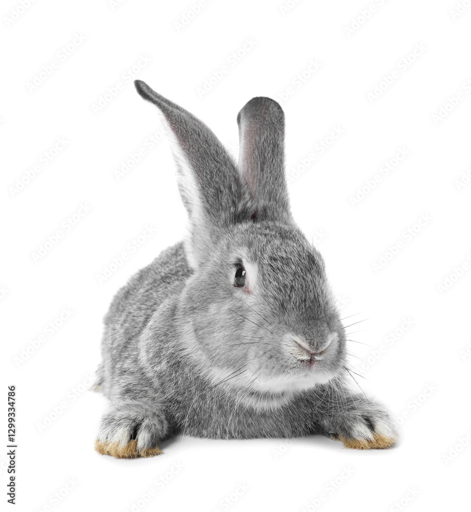 Fluffy grey rabbit on white background. Cute pet Fluffy grey rabbit on white background. Cute pet