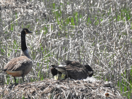 Wallpaper Mural A mommy Canadian goose keeps her babies warm beneath her, while daddy goose watches out for danger. Springtime at the Bombay Hook National Wildlife Refuge, Kent County, Delaware Torontodigital.ca