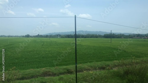 Vast green rice fields with mountains in the background. View from a fast moving vehicle