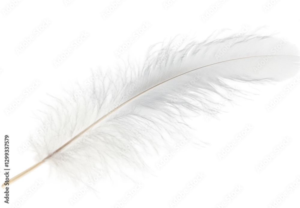 PNG Ostrich feather background white gray.
PNG Ostrich feather background white gray.