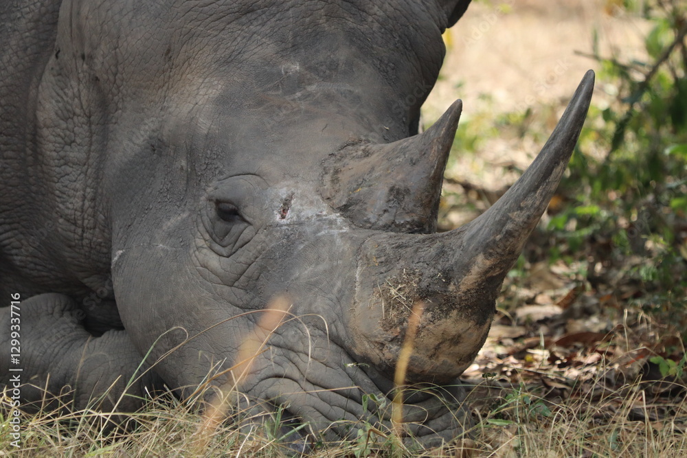 Fototapeta premium Rhino