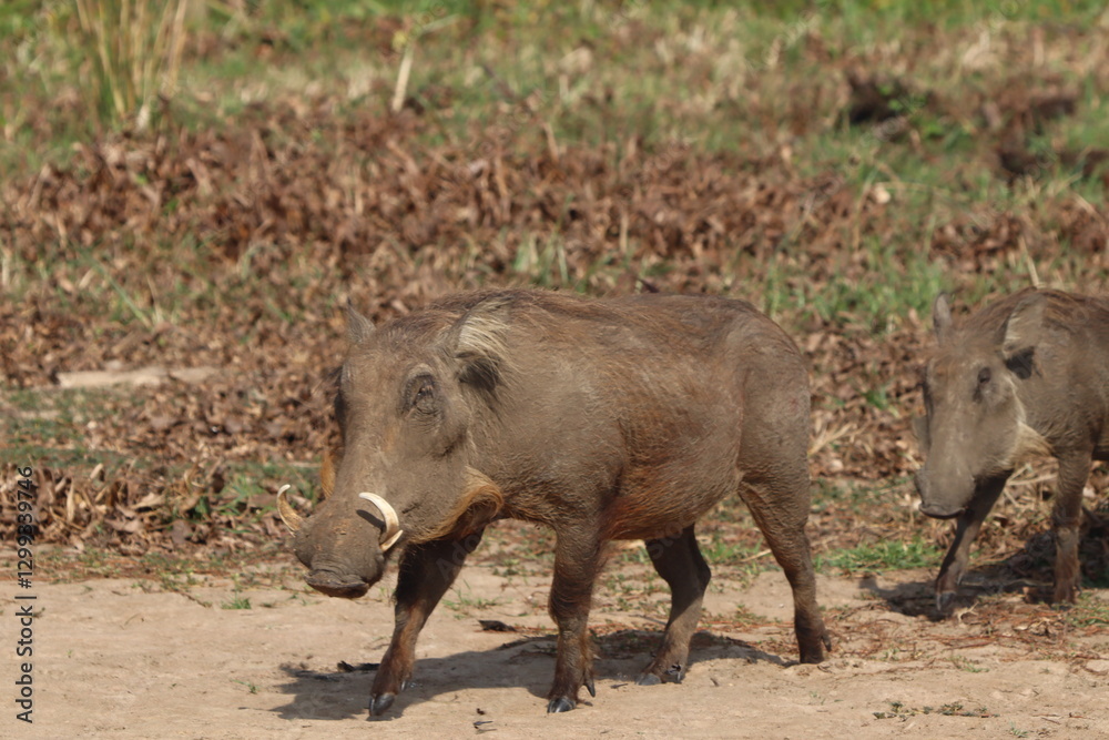Warthog in Murchison Falls National Park Warthog in Murchison Falls National Park
