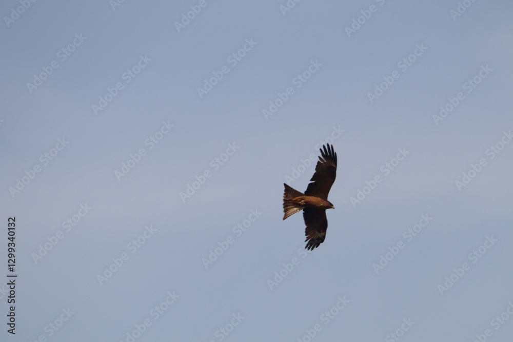 Obraz premium Brown Kite Uganda