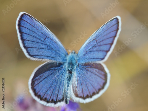 Beautiful golubyanka butterfly icarus. Insects in nature.
