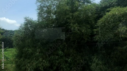 Beautiful view of vast tropical green rice fields from the window of a speeding train