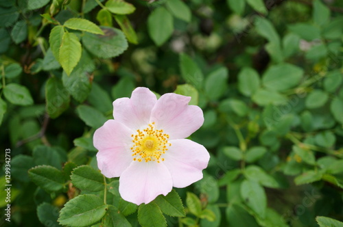 Blooming wild rose hips. A beautiful flower.