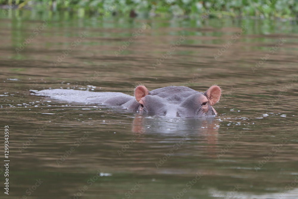 Fototapeta premium Hippos
