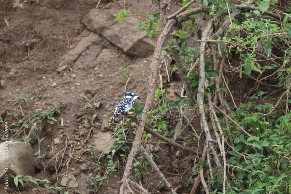 Obraz premium Kingfishers