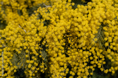 Mimosa Flowers Bloom Springtime Yellow Abundant Nature Photography