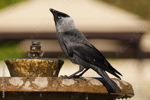 A black bird stands on a fountain and looks up