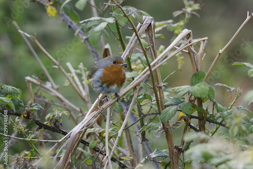 A view of a small robin bird in a sideways position on a branch with a worm in its beak.