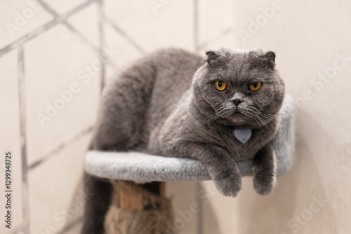 Scottish Fold cat lounging on its cat tree at home photo