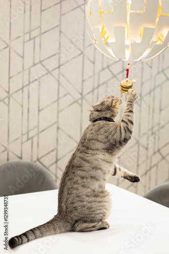 Playful British Shorthair cat interacting with modern lamp photo