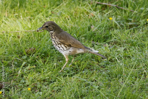 A small brown and white bird on green grass