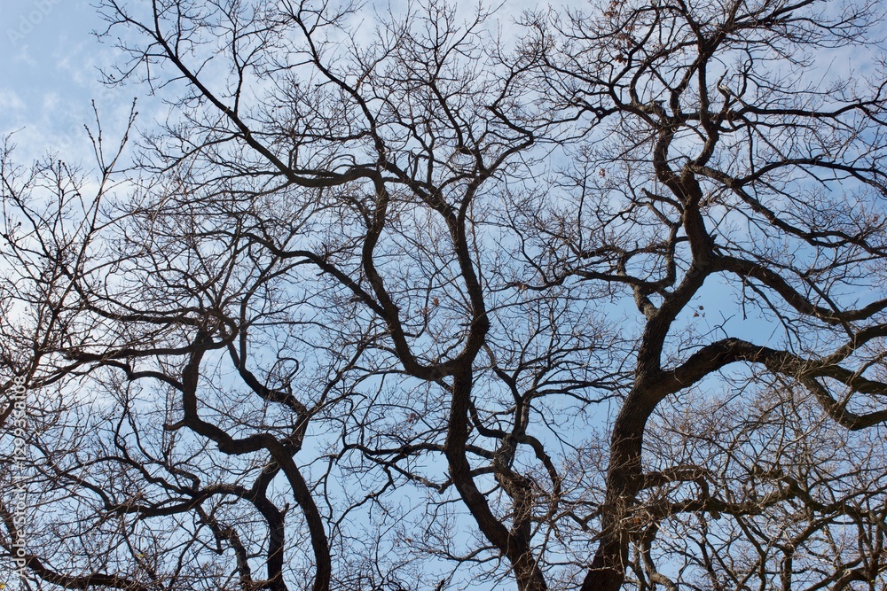 black oak tree branches against blue sky black oak tree branches against blue sky