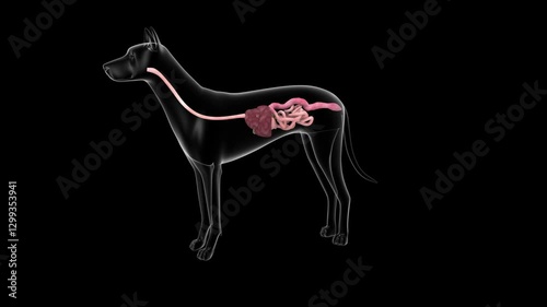 Digestive system of a dog rotating on a black background