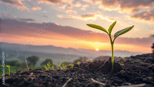Wallpaper Mural Sunrise Seedling Close-up Composition, Sunset Landscape, New Growth Concept, Photography Seedling, Growth Torontodigital.ca