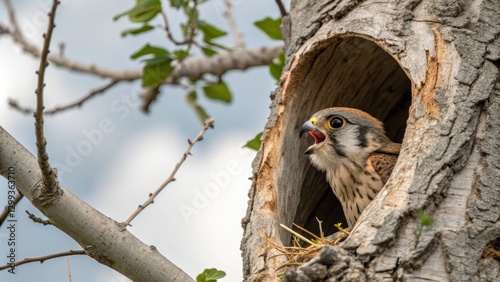 American Kestrel Chick in T...