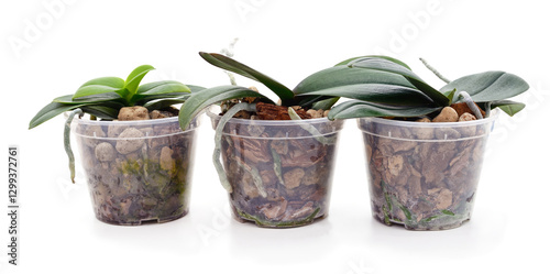 Group of orchids in pots.