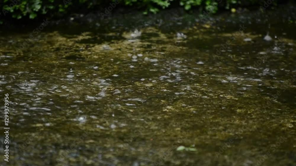 rainwater splashes on the ground
rainwater splashes on the ground