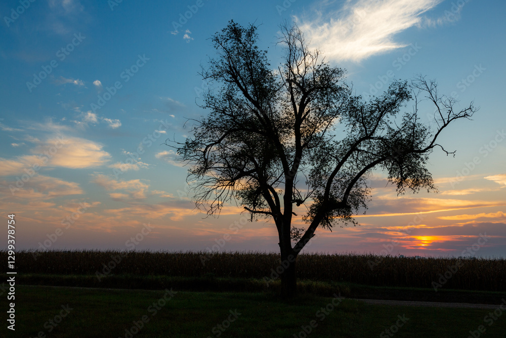 Naklejka premium A sunset and tree silhouette in Missouri farmland.