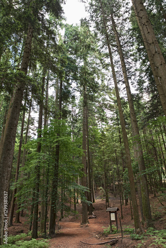 Vallombrosa, Reggello, Florence, Italy: the forest of giants with two of the tallest trees in Italy, Douglas fir 62.45 and 59 meters tall
