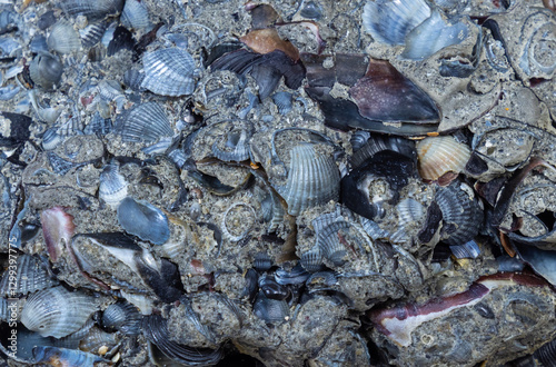 Wallpaper Mural Close-up of various shells in a piece of rock Torontodigital.ca