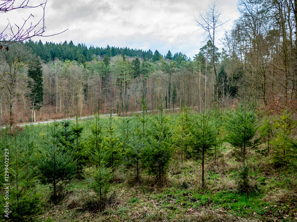 Wiederaufforstung nach Kahlschlag im Mischwald Wiederaufforstung nach Kahlschlag im Mischwald