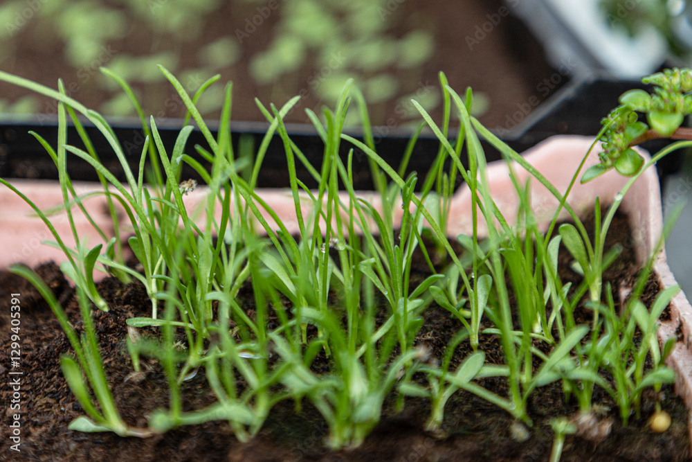Fototapeta premium Micro greens in macro view, young growth