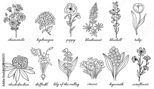 Set with vector linear flowers. Illustration for decoration, covers, logo design