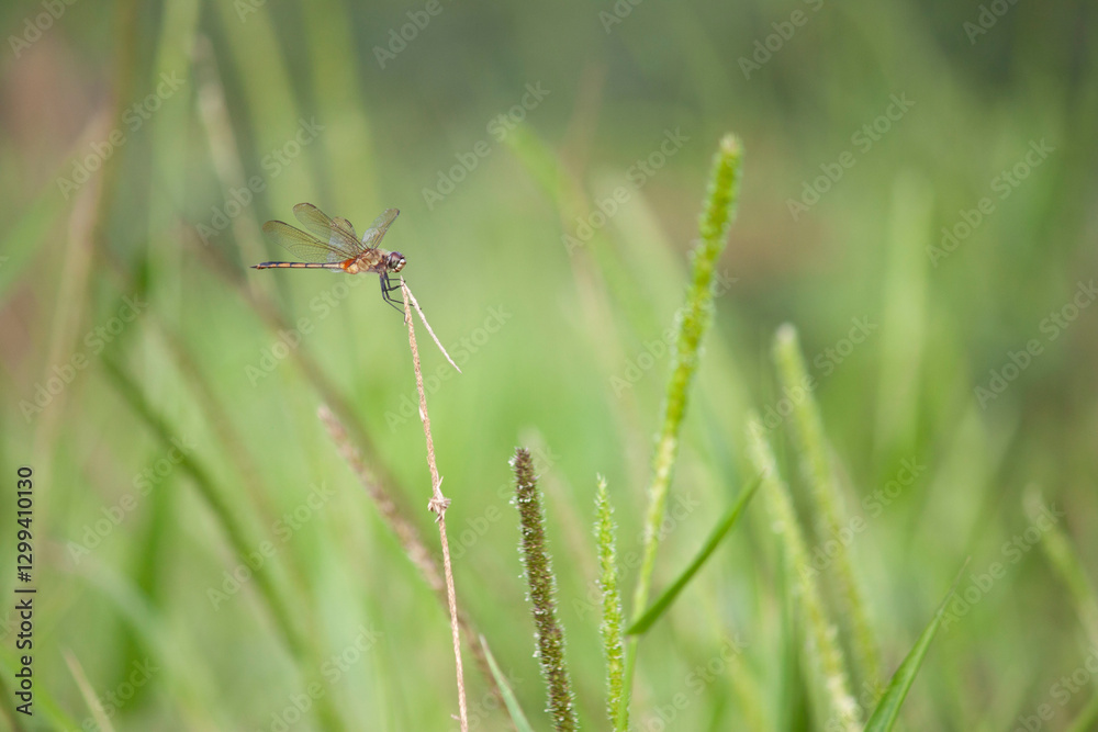 Butterflies and dragonflies in lush green landscapes. Perfect for nature, wildlife, and biodiversity themes. Butterflies and dragonflies in lush green landscapes. Perfect for nature, wildlife, and biodiversity themes.