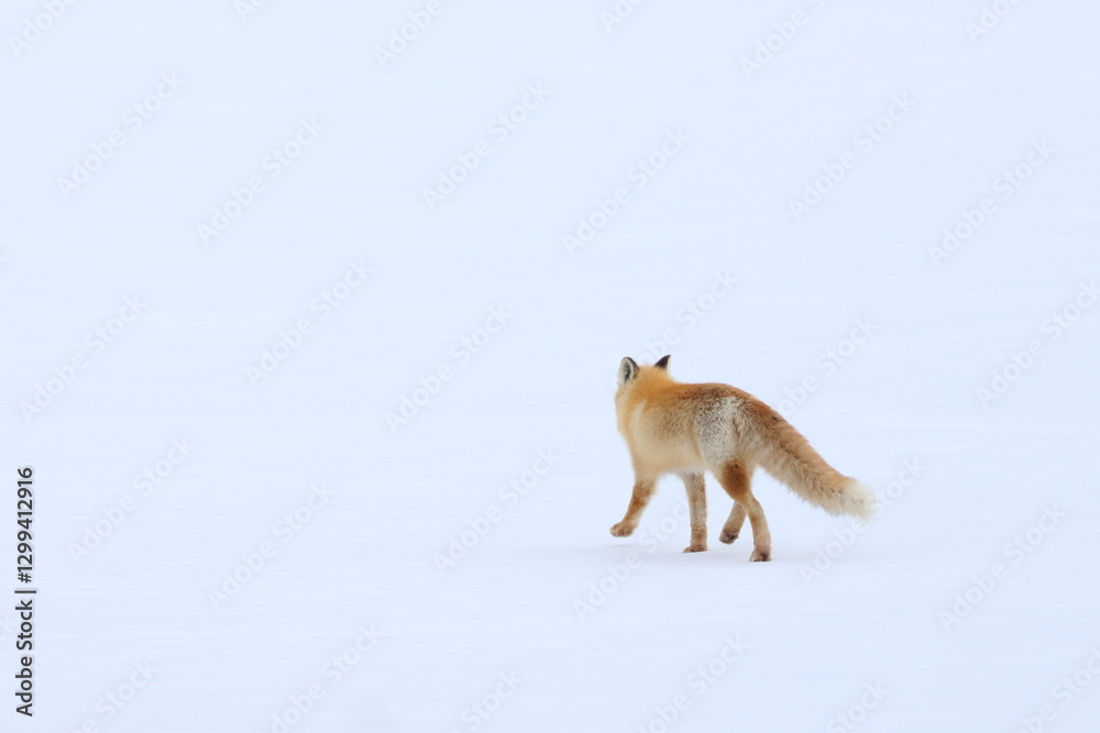 Obraz premium red fox