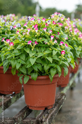 Torenia fournieri plants in terracotta pots, ready for sale. Great for e-commerce listings, garden center advertisements, and plant care guides. photo