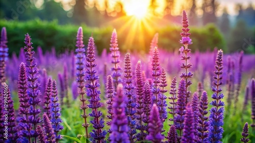 Aerial View of California Sage, Salvia clevelandii, Blooming in Sunlight - Aromatic Herb