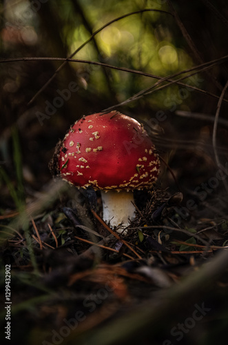 Amanita Muscaria - Patagonia Argentina