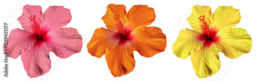 colorful hibiscus flowers isolated on transparent background for tropical and travel design