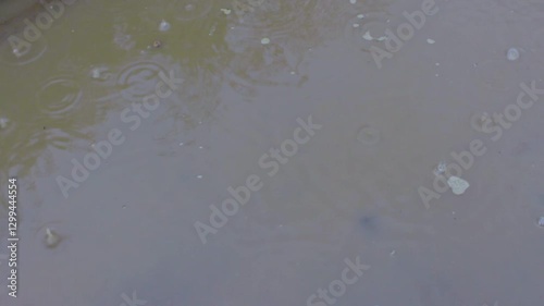 A puddle on the asphalt in the rain. Drops fall into the water and spread out in circles. Circles on the water. Dirty puddle. Rain in a big city. Water splashes