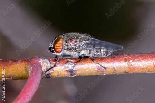 Stomorhina subapicalis photo