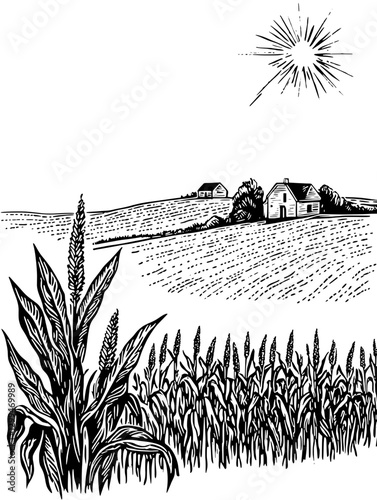 Rural farm landscape with sun and cornfields under clear sky captures the essence of agriculture and nature's beauty