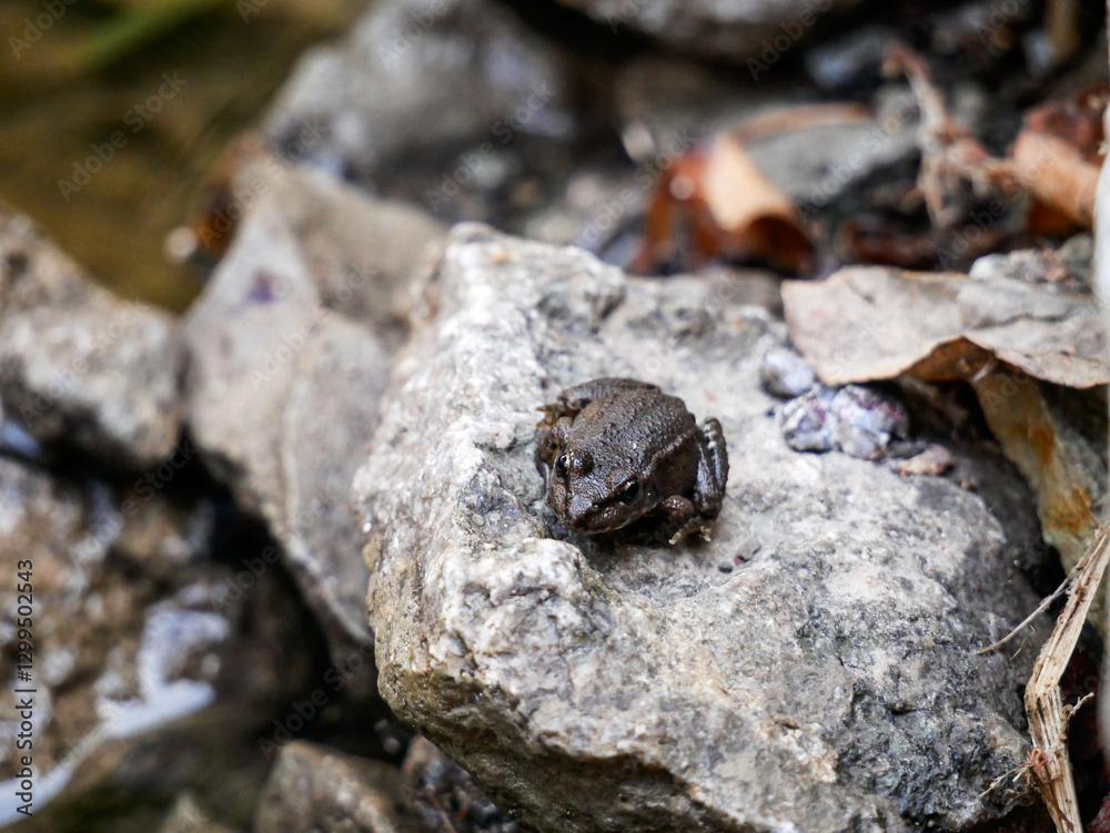 Obraz premium frog on a stone