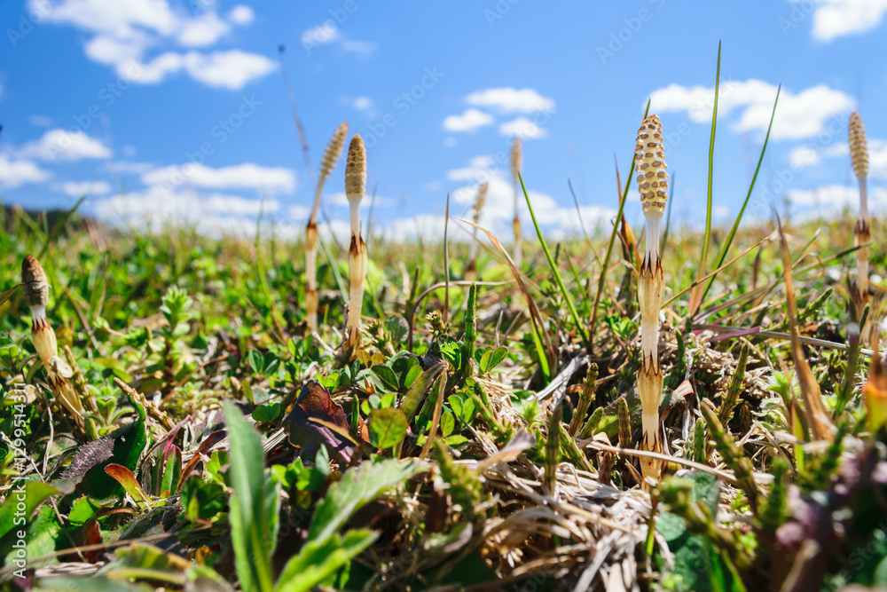 Fototapeta premium Spring Scenery with Horsetail and Blue Sky with Clouds