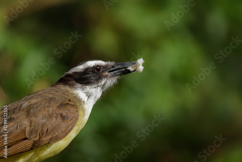 Pitangus sulphuratus bird eating a piece of bread photo