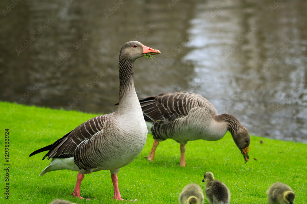 Fototapeta premium Duck